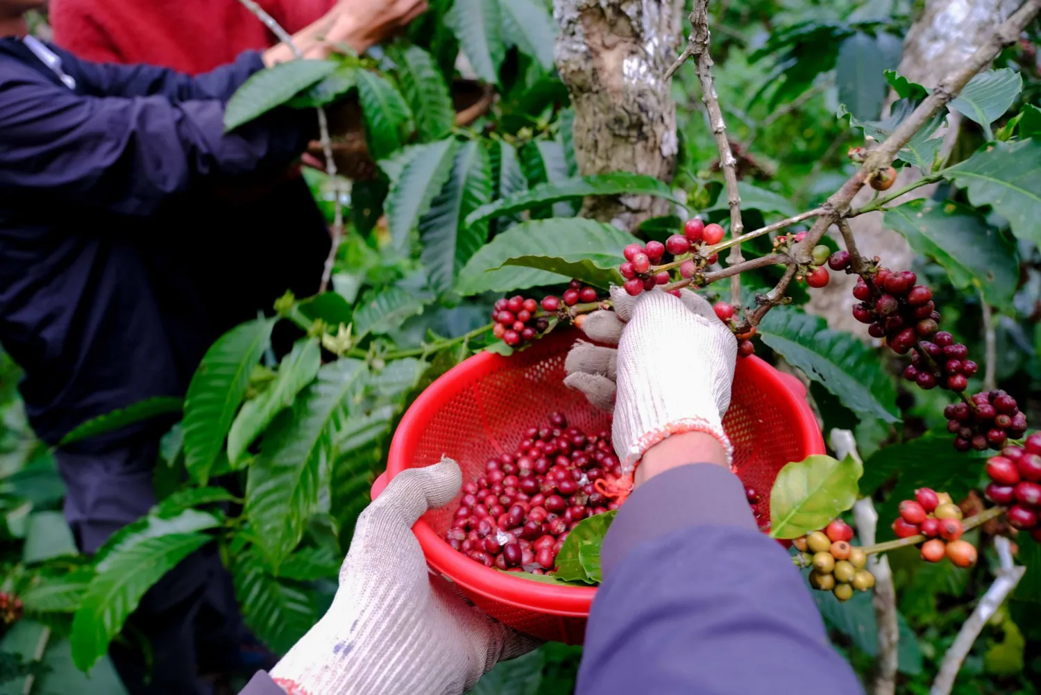 Giá cà phê hôm nay 8/8: tiếp tục tăng mạnh, Arabica gần mức cao kỷ lục