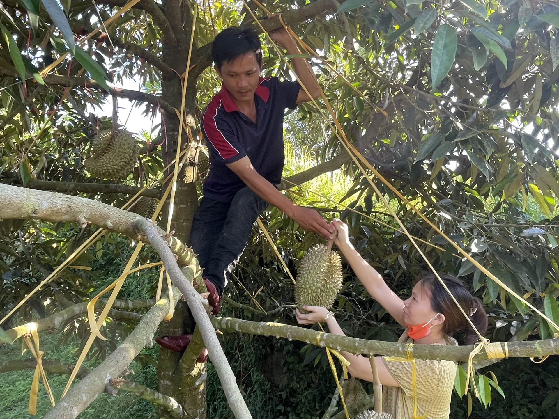 Vùng sầu riêng Monthong trên đất đồi ở Quảng Ngãi