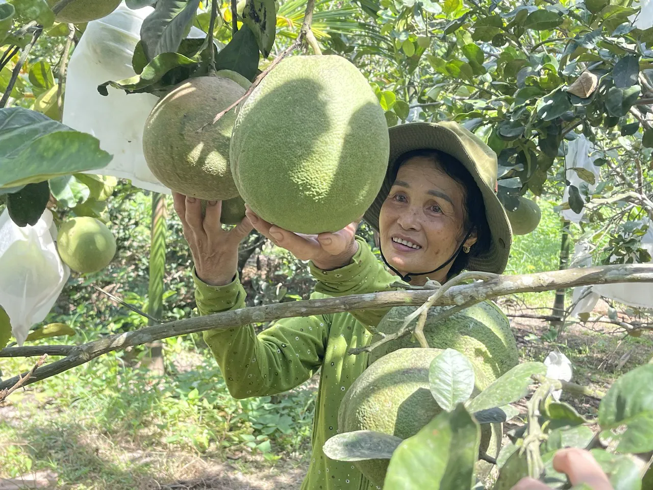 Trái cây VietGAP- hướng đi nhiều triển vọng
