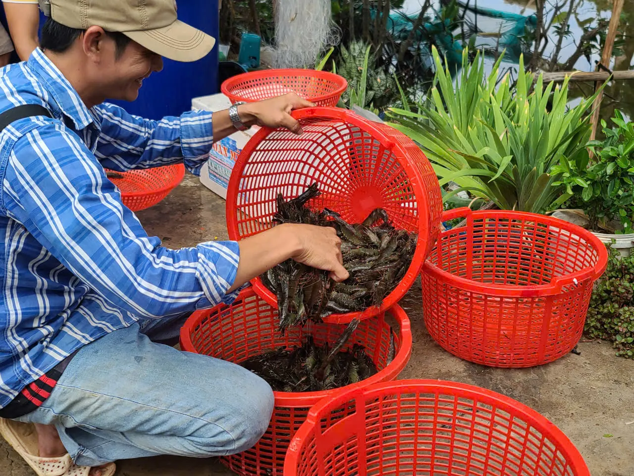Tôm Cà Mau đạt chứng nhận cấp quốc tế