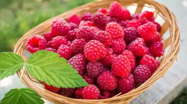 10 siêu thực phẩm màu đỏ giúp giảm nguy cơ ung thư