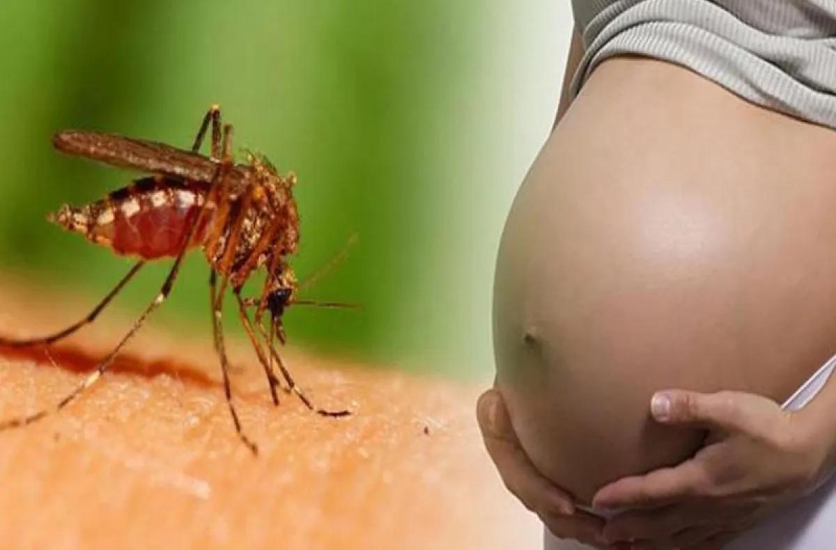 Sốt xuất huyết đang ở giai đoạn cao điểm: Thai phụ nên cẩn trọng