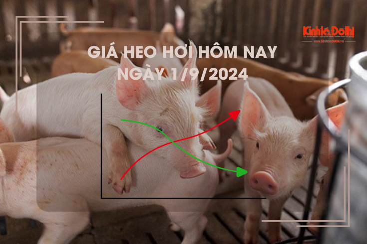 Giá heo hơi hôm nay 1/9: cao nhất 67.000 đồng/kg