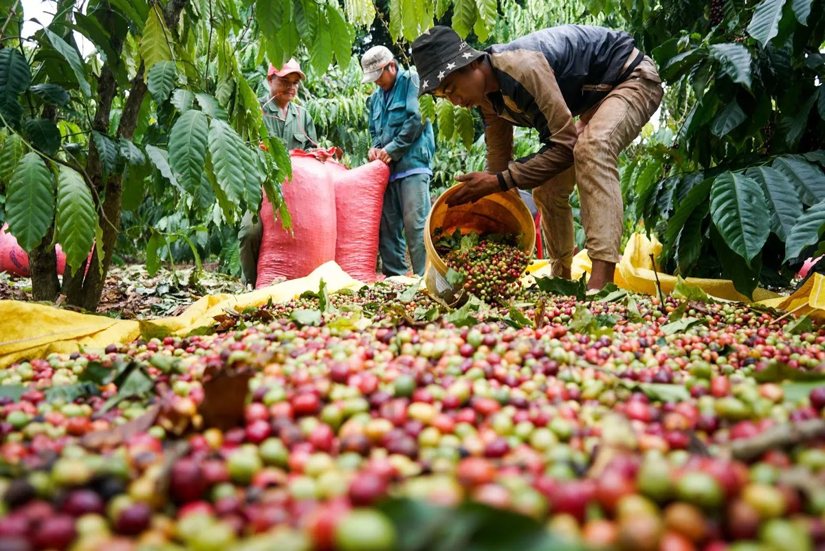 Giá cà phê hôm nay 3/9: đầu cơ bán tháo mạnh, Robusta mất hơn 200 USD/tấn