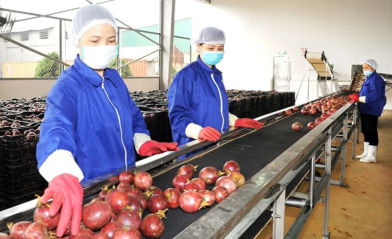 Nâng giá trị cho nông sản Việt xuất khẩu