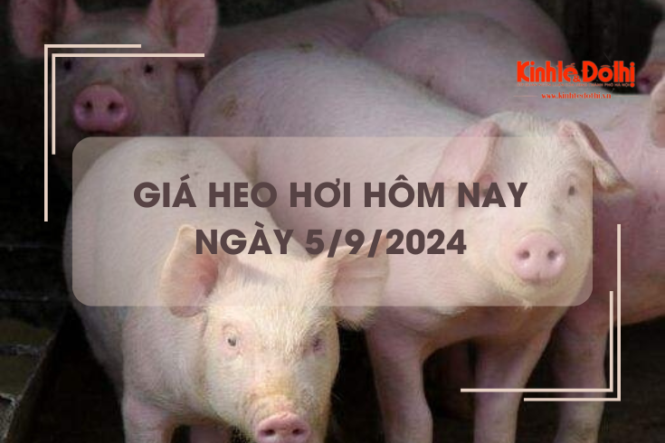 Giá heo hơi hôm nay 5/9: tăng nhẹ 1.000 đồng/kg