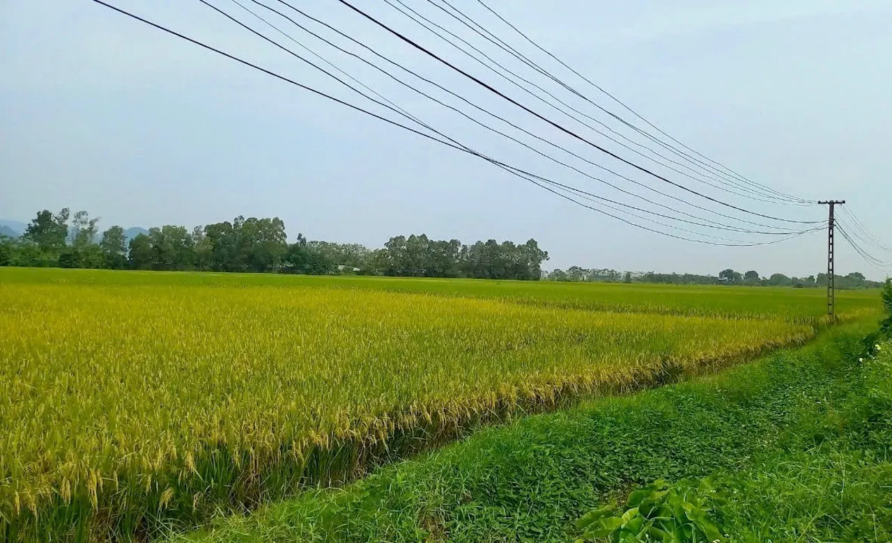 Hà Nội: bão số 3 đe doạ mục tiêu năng suất cây trồng vụ Mùa