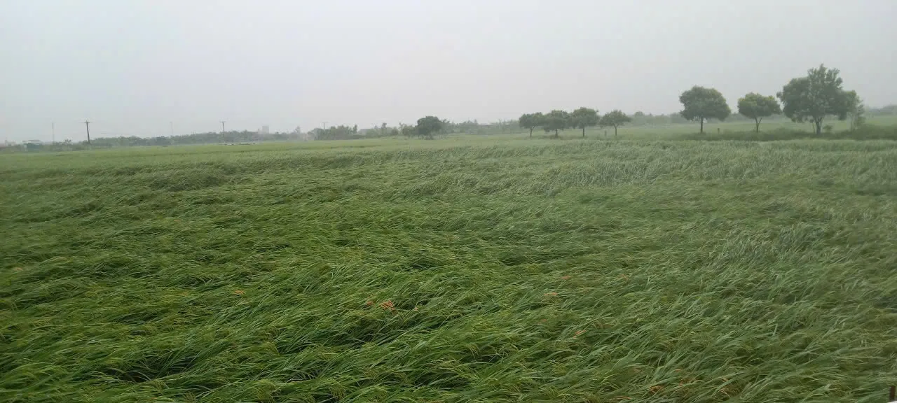 348,72ha lúa tại nhiều xã ở huyện Phú Xuyên bị đổ do bão số 3