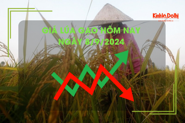 Giá lúa gạo hôm nay 8/9: giá gạo giảm 150-300 đồng/kg