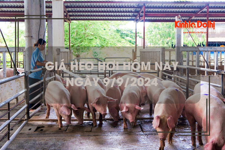 Giá heo hơi hôm nay 9/9: tăng rải rác trên cả 3 miền 