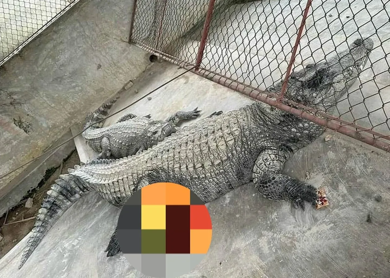 Bắt giữ thành công 2 con cá sấu sổng chuồng trong lũ tại Yên Bái
