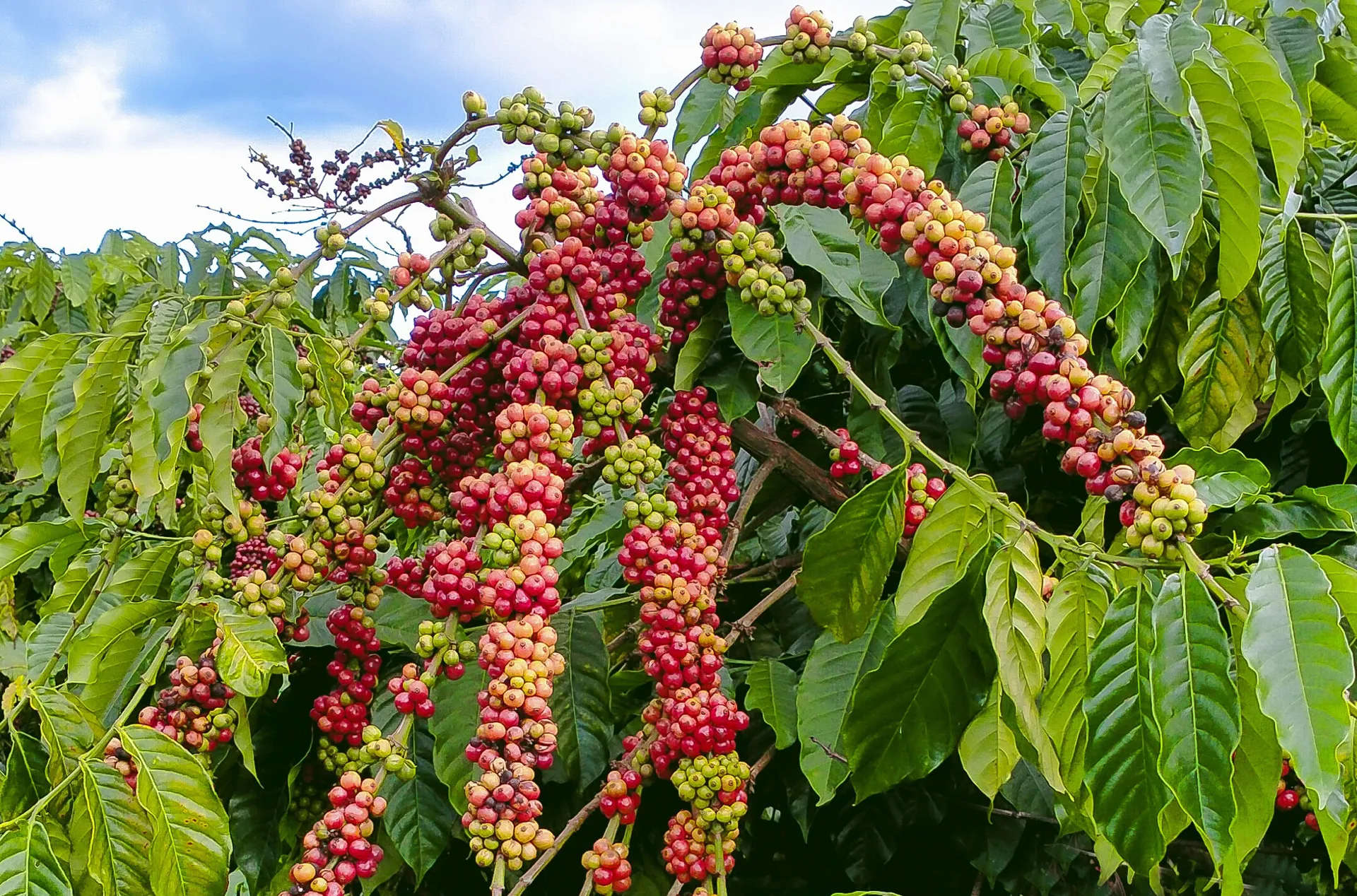 Giá cà phê hôm nay 12/9: Robusta tăng mạnh, thêm cả trăm USD, vượt 5.000 USD/tấn