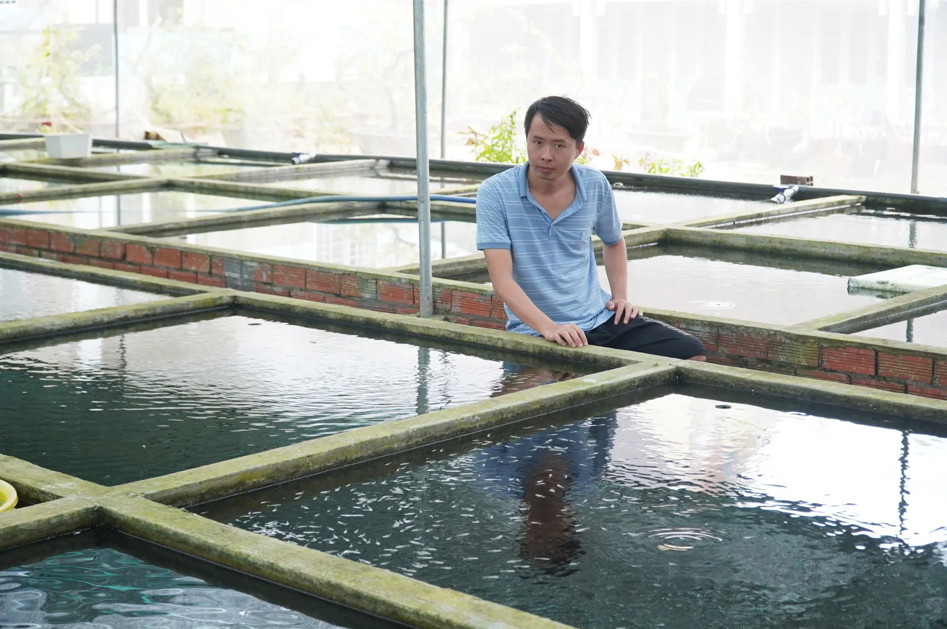 Nông dân Bến Tre nuôi cá 7 màu, thu nhập 400 triệu mỗi năm