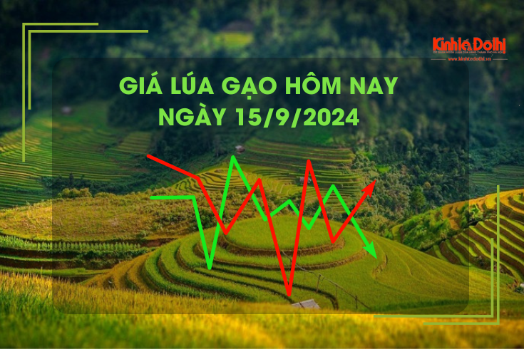 Giá lúa gạo hôm nay 15/9: giá gạo tăng nhẹ