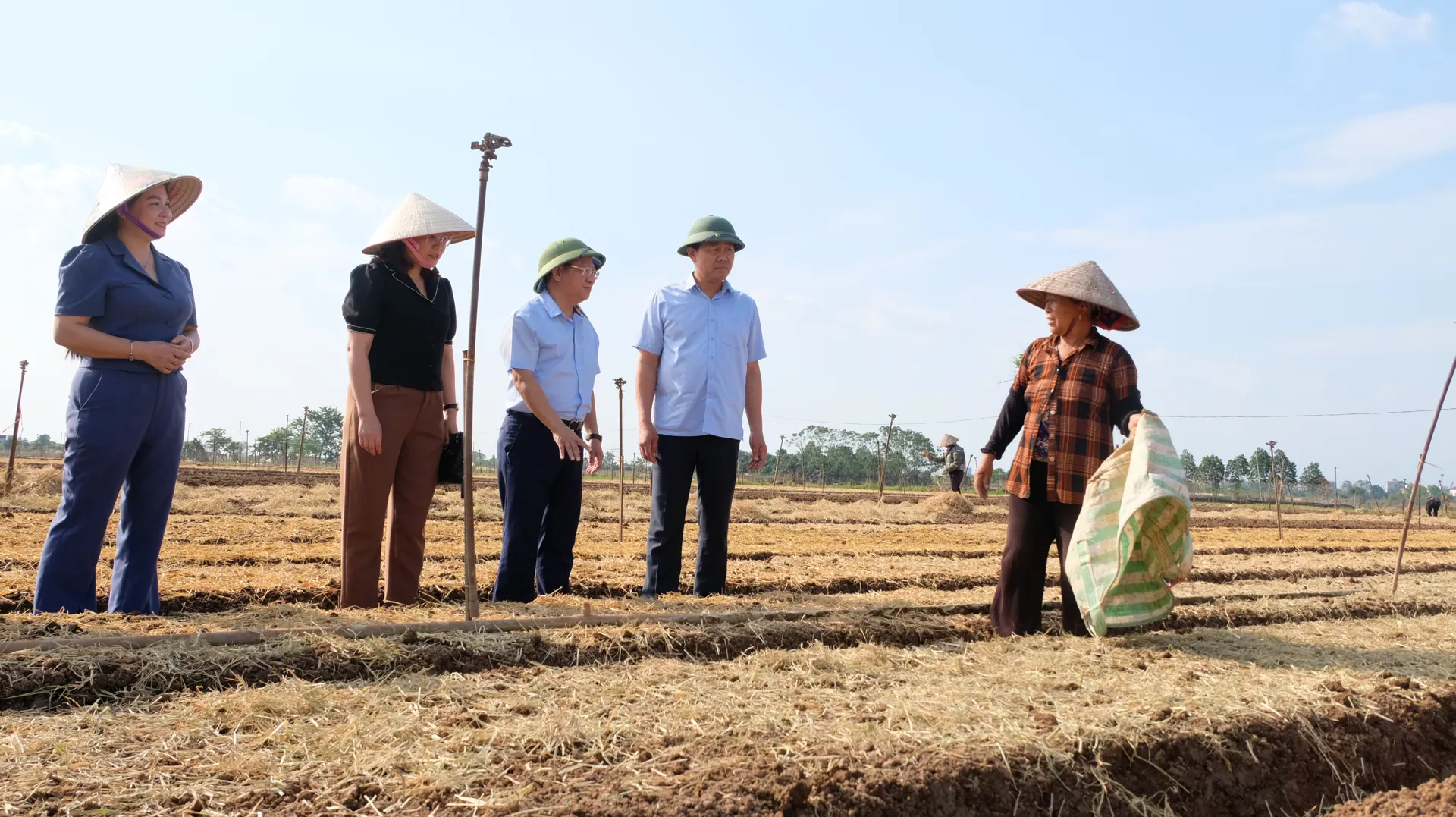 25 ngày nữa, Hà Nội sẽ có hàng trăm tấn rau cung ứng cho thị trường