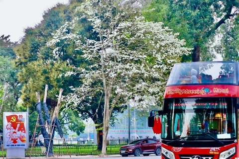 Hanoi’s Sua flower season calls for summer