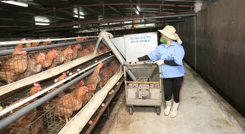 Trang trại chăn nuôi gà ở xã Liên Hà (huyện Đông Anh). Ảnh: Phạm Hùng