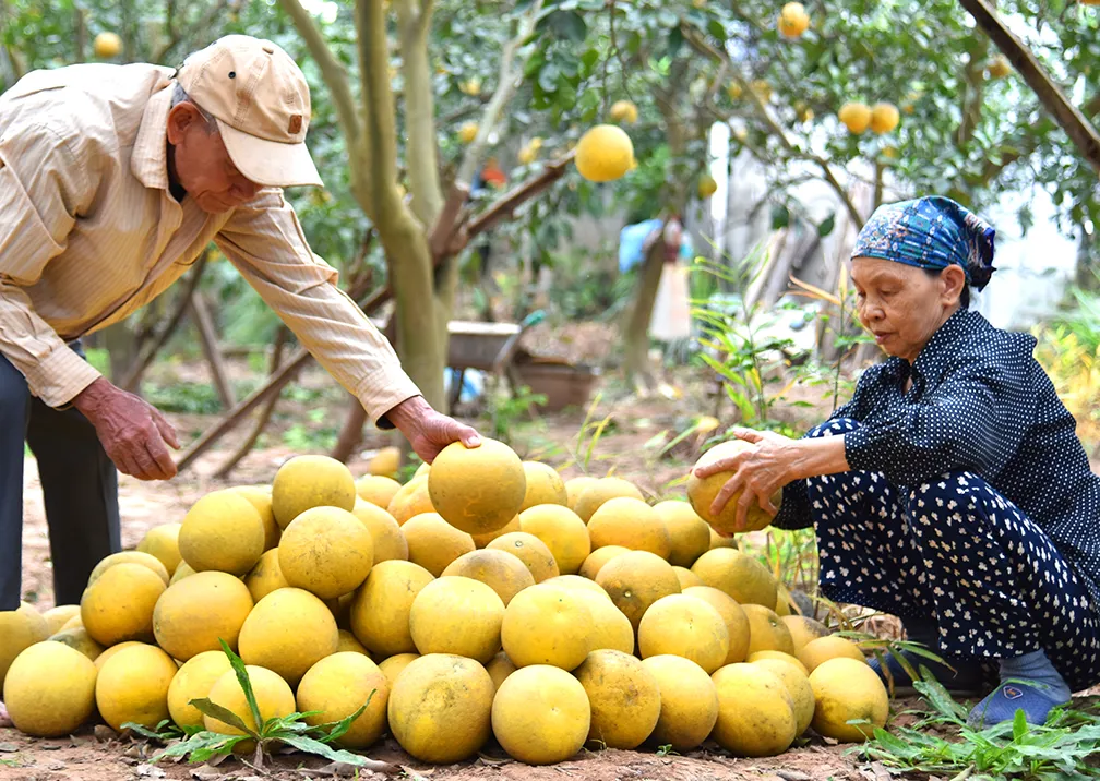 Thu hoạch bưởitại xãThạch Đà, huyện Mê Linh. Ảnh:ThanhHải