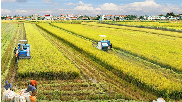 Quy định nhận chuyển nhượng đất trồng lúa trong hạn mức