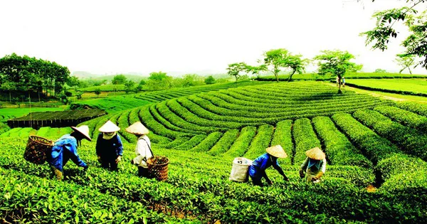 Phê duyệt thành viên Ban Chỉ đạo quốc gia về kinh tế tập thể