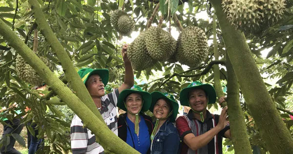 Phân bón Phú Mỹ: Bí quyết cho cây dưa và sầu riêng ở miền Trung-Tây Nguyên