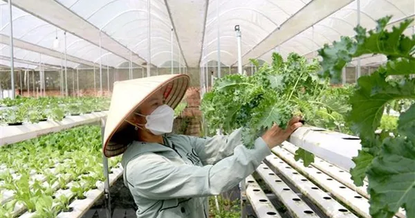 Chính sách hỗ trợ phát triển tổ hợp tác, hợp tác xã