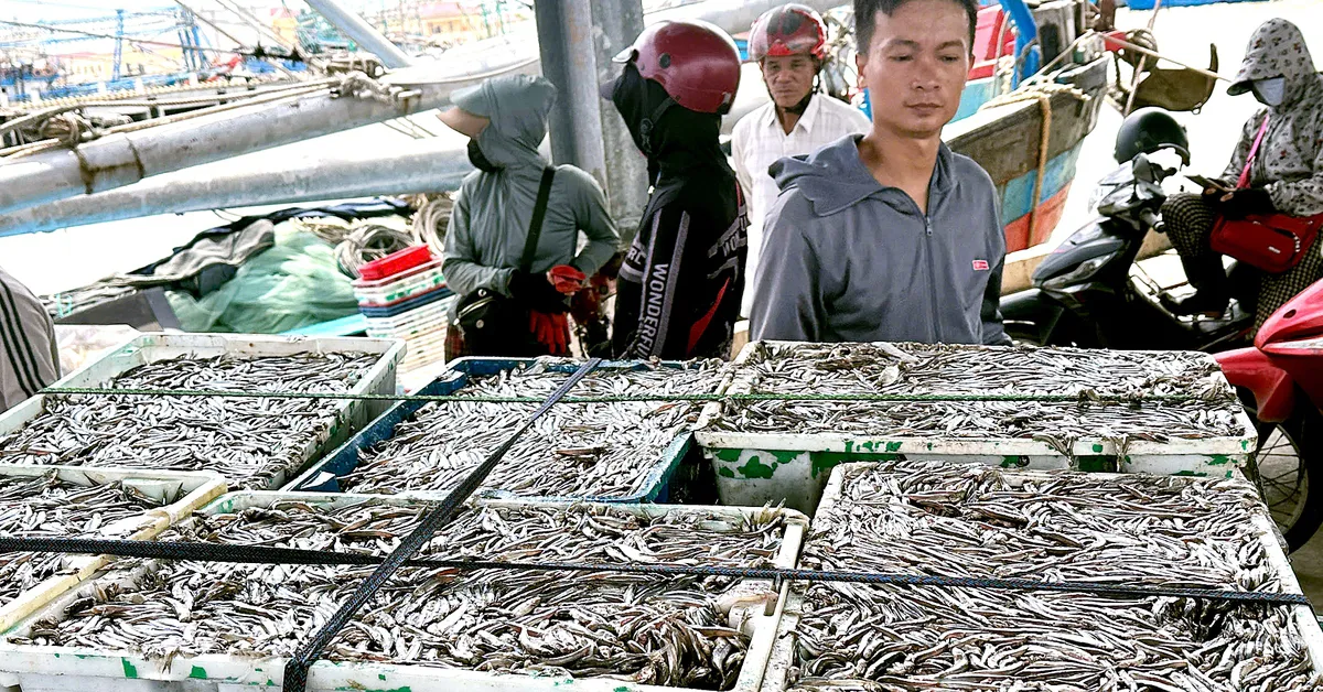 Ngư dân Quảng Trị trúng cá cơm, cảng cá nhộn nhịp từ sáng sớm
